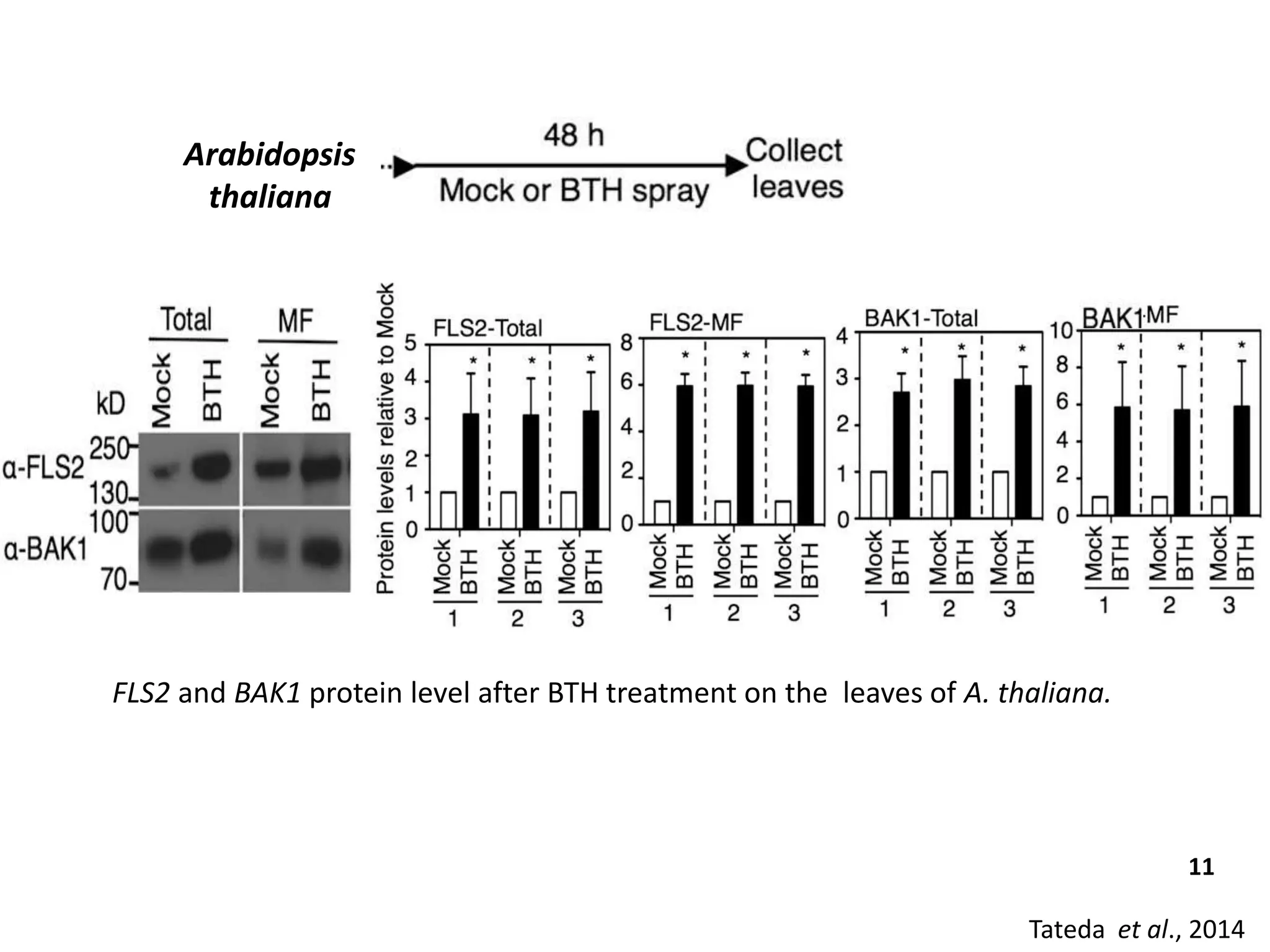 Tateda et al., 2014
FLS2 and BAK1 protein level after BTH treatment on the leaves of A. thaliana.
Arabidopsis
thaliana
11
 
