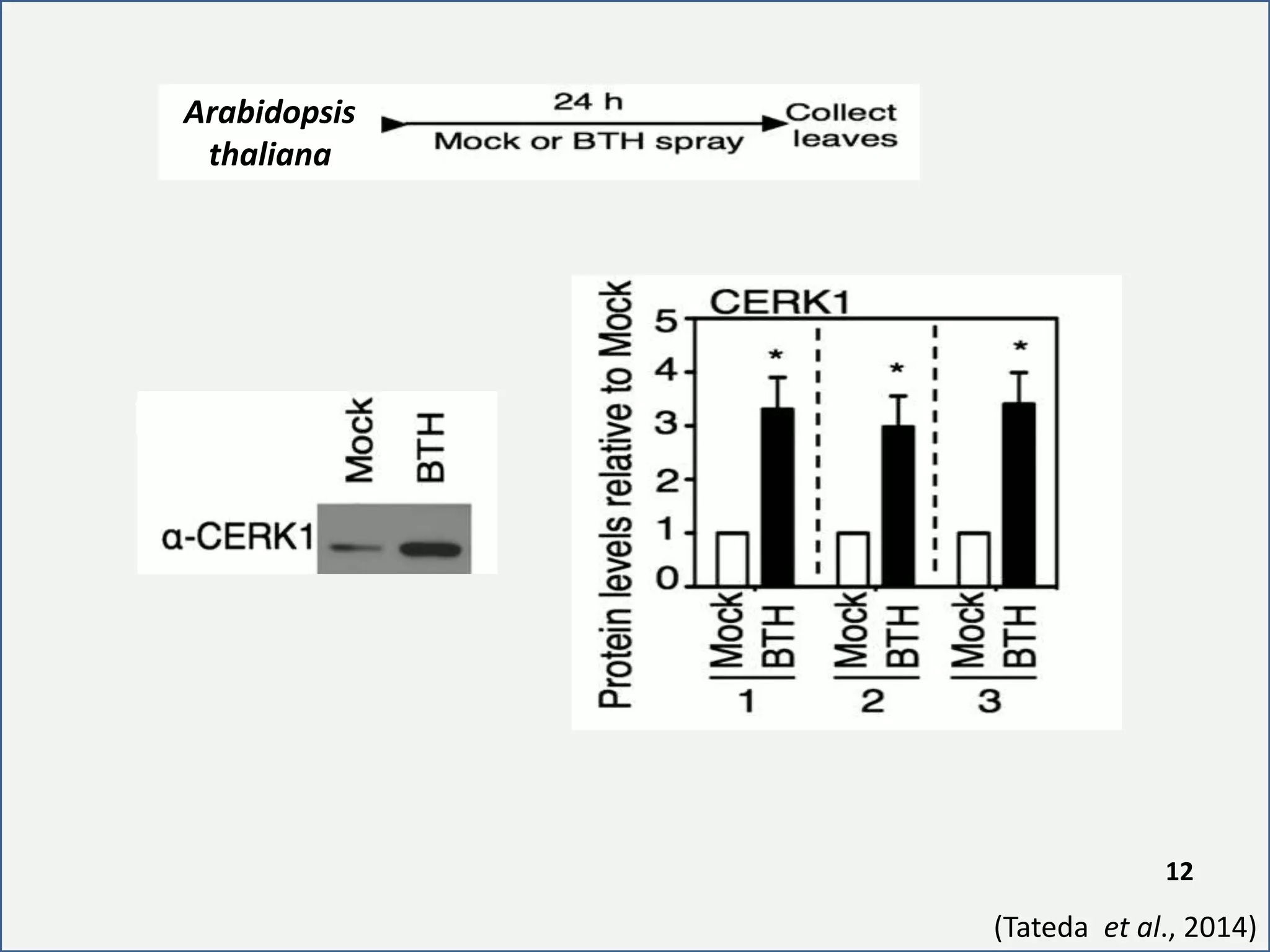 Arabidopsis
thaliana
(Tateda et al., 2014)
12
 