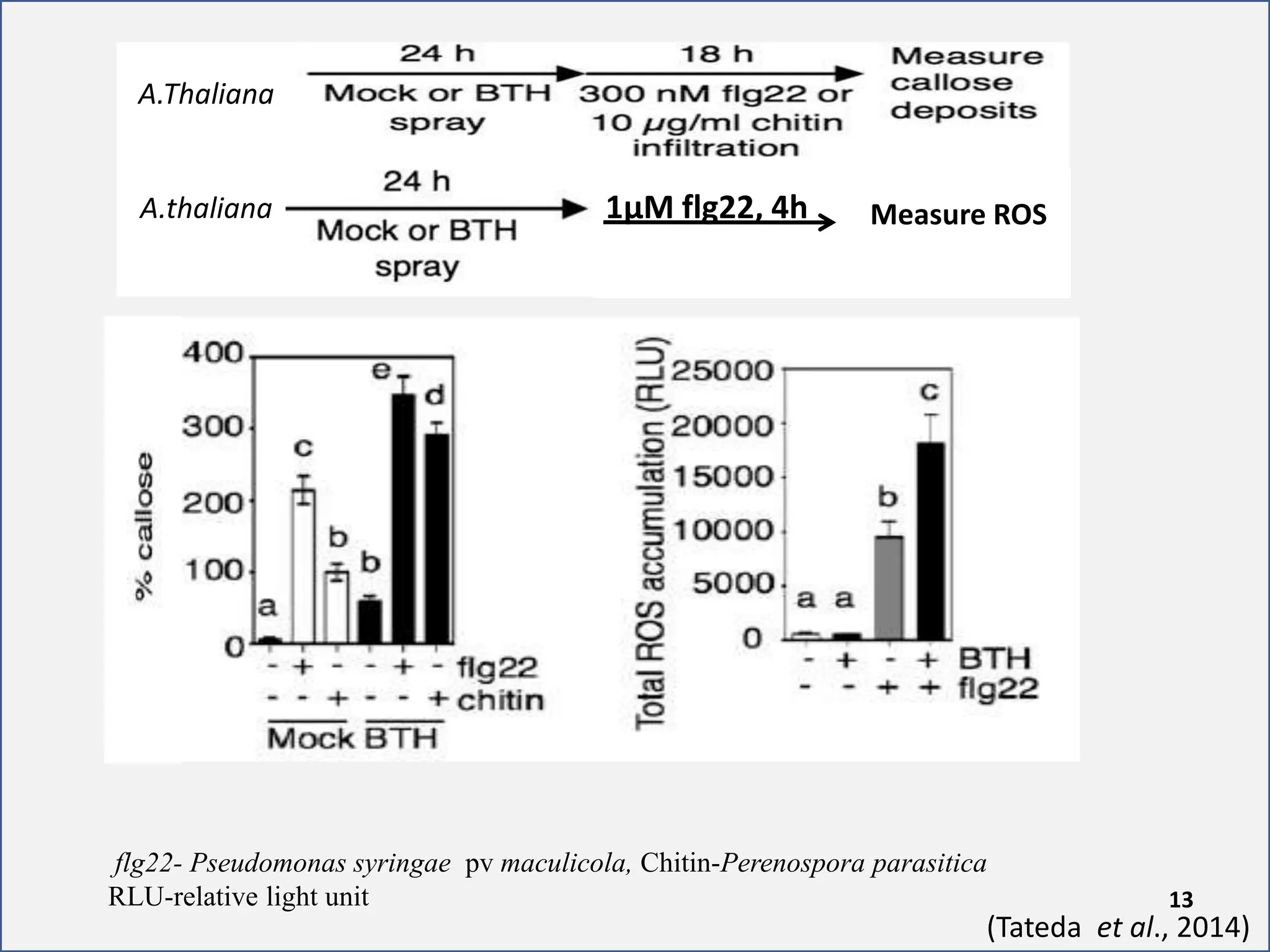 A.Thaliana
A.thaliana
(Tateda et al., 2014)
13
flg22- Pseudomonas syringae pv maculicola, Chitin-Perenospora parasitica
RLU-relative light unit
1µM flg22, 4h Measure ROS
 