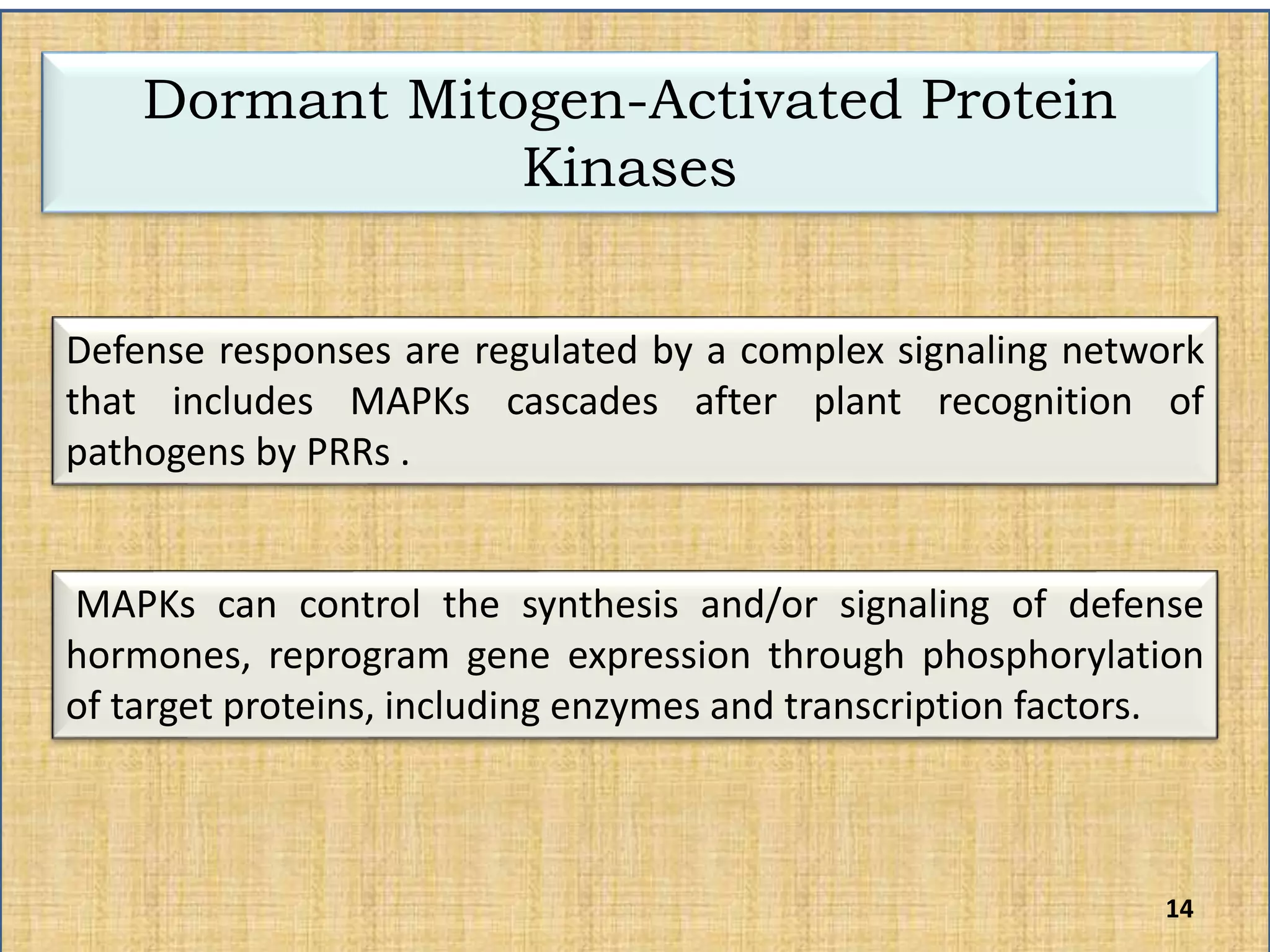 Dormant Mitogen-Activated Protein
Kinases
Defense responses are regulated by a complex signaling network
that includes MAPKs cascades after plant recognition of
pathogens by PRRs .
MAPKs can control the synthesis and/or signaling of defense
hormones, reprogram gene expression through phosphorylation
of target proteins, including enzymes and transcription factors.
14
 