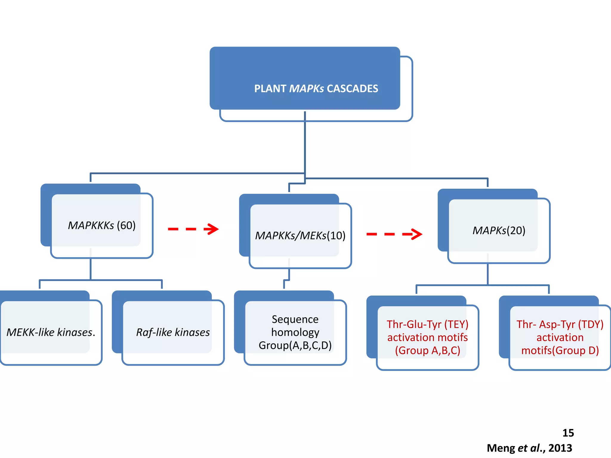 PLANT MAPKs CASCADES
MAPKs(20)
Thr-Glu-Tyr (TEY)
activation motifs
(Group A,B,C)
Thr- Asp-Tyr (TDY)
activation
motifs(Group D)
MAPKKs/MEKs(10)
Sequence
homology
Group(A,B,C,D)
MAPKKKs (60)
MEKK-like kinases. Raf-like kinases
15
Meng et al., 2013
 
