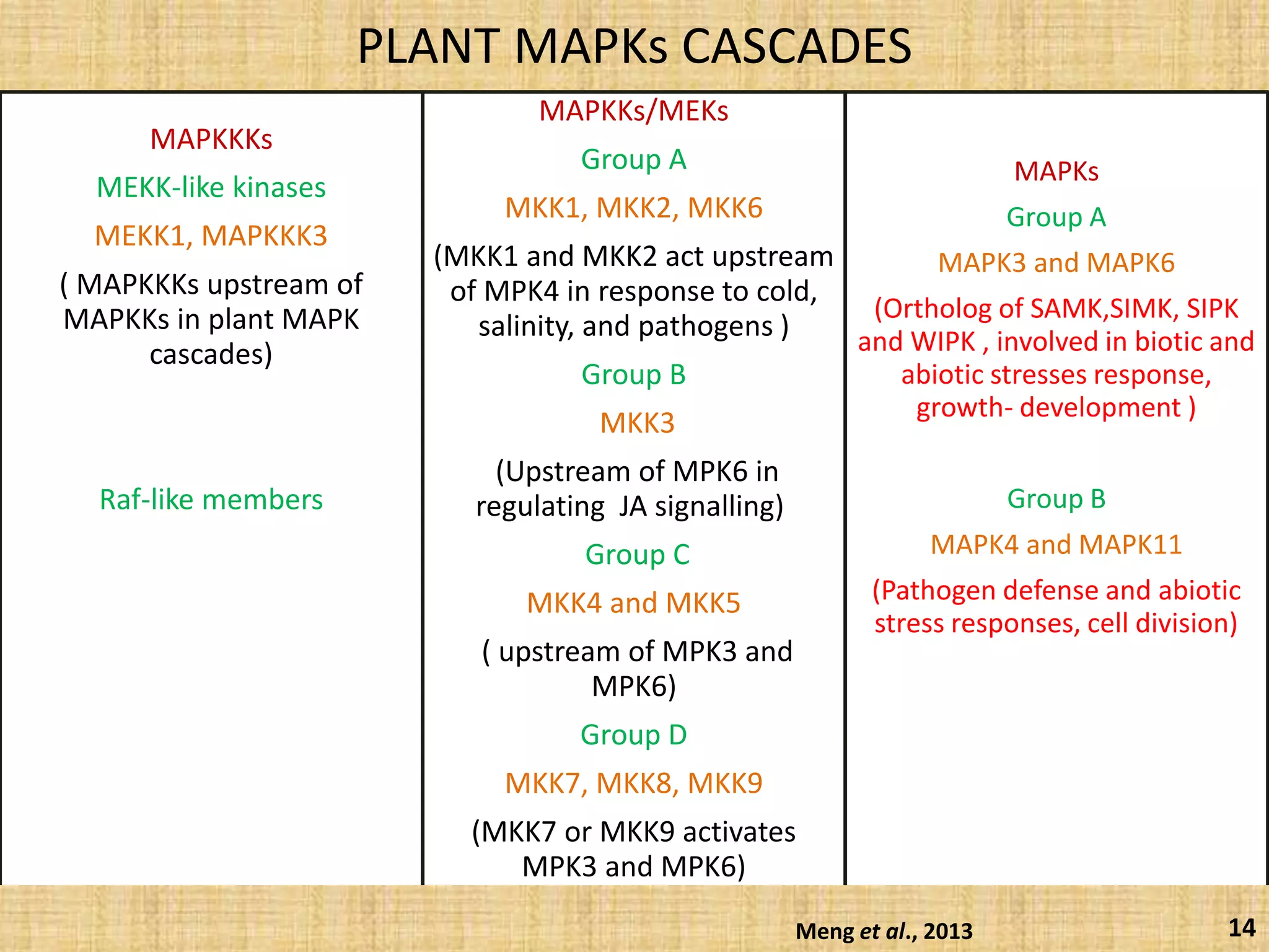 PLANT MAPKs CASCADES
MAPKKKs
MEKK-like kinases
MEKK1, MAPKKK3
( MAPKKKs upstream of
MAPKKs in plant MAPK
cascades)
(
Raf-like members
MAPKKs/MEKs
Group A
MKK1, MKK2, MKK6
(MKK1 and MKK2 act upstream
of MPK4 in response to cold,
salinity, and pathogens )
Group B
MKK3
(Upstream of MPK6 in
regulating JA signalling).
Group C
MKK4 and MKK5
( upstream of MPK3 and
MPK6)
Group D
MKK7, MKK8, MKK9
(MKK7 or MKK9 activates
MPK3 and MPK6)
MAPKs
Group A
MAPK3 and MAPK6
(Ortholog of SAMK,SIMK, SIPK
and WIPK , involved in biotic and
abiotic stresses response,
growth- development )
Group B
MAPK4 and MAPK11
(Pathogen defense and abiotic
stress responses, cell division)
14Meng et al., 2013
 