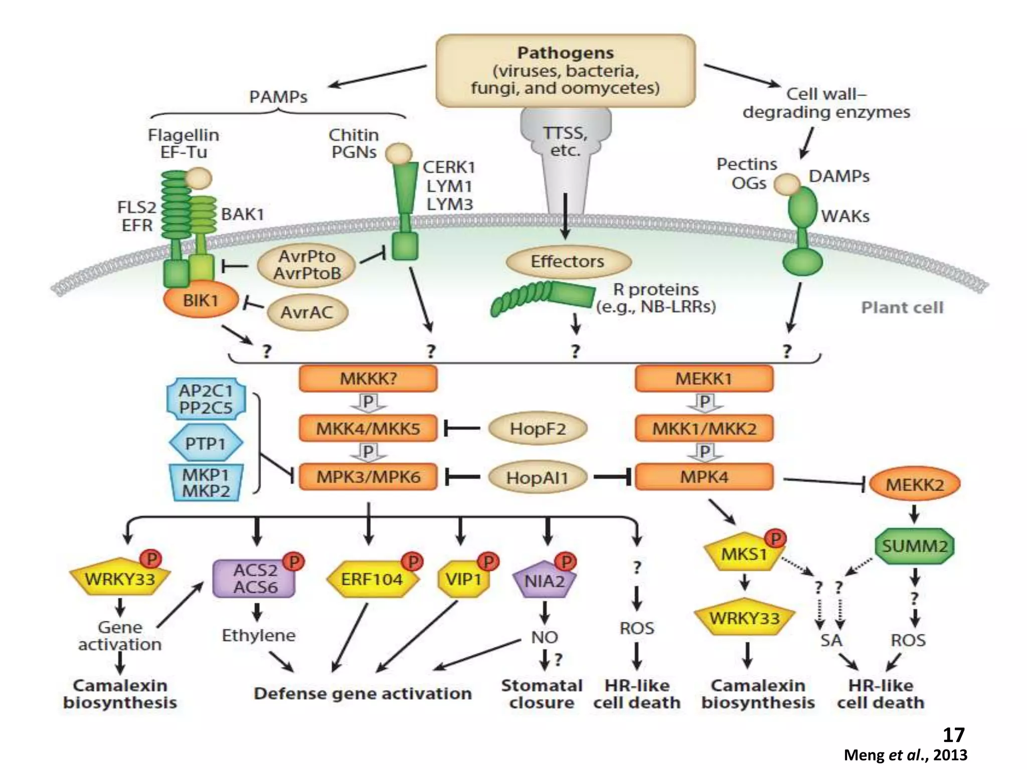 17
Meng et al., 2013
 