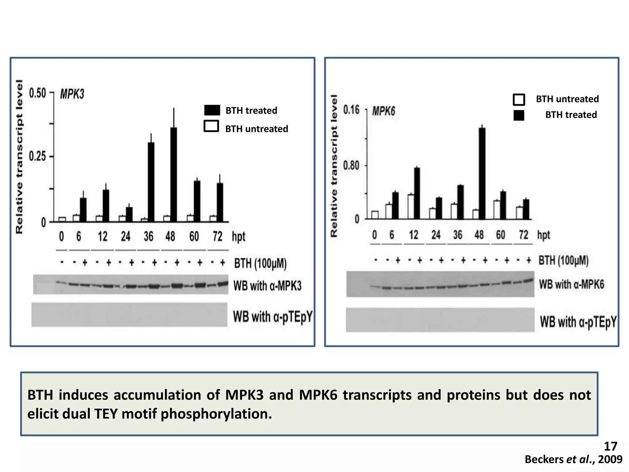 BTH induces accumulation of MPK3 and MPK6 transcripts and proteins but does not
elicit dual TEY motif phosphorylation.
Beckers et al., 2009
17
BTH treated
BTH untreated
BTH treated
BTH untreated
 