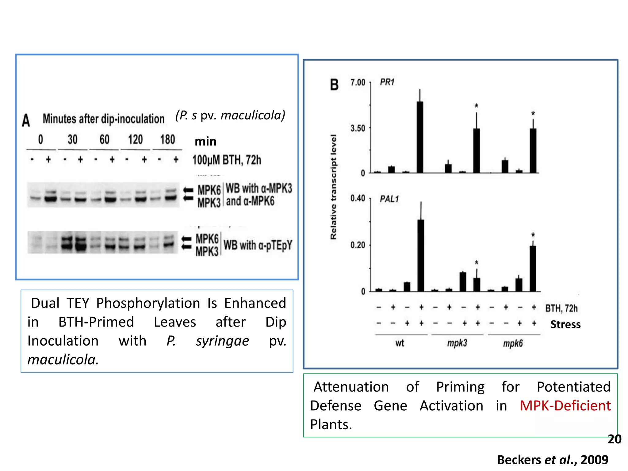 Attenuation of Priming for Potentiated
Defense Gene Activation in MPK-Deficient
Plants.
20
Beckers et al., 2009
Dual TEY Phosphorylation Is Enhanced
in BTH-Primed Leaves after Dip
Inoculation with P. syringae pv.
maculicola.
Stress
(P. s pv. maculicola)
min
 