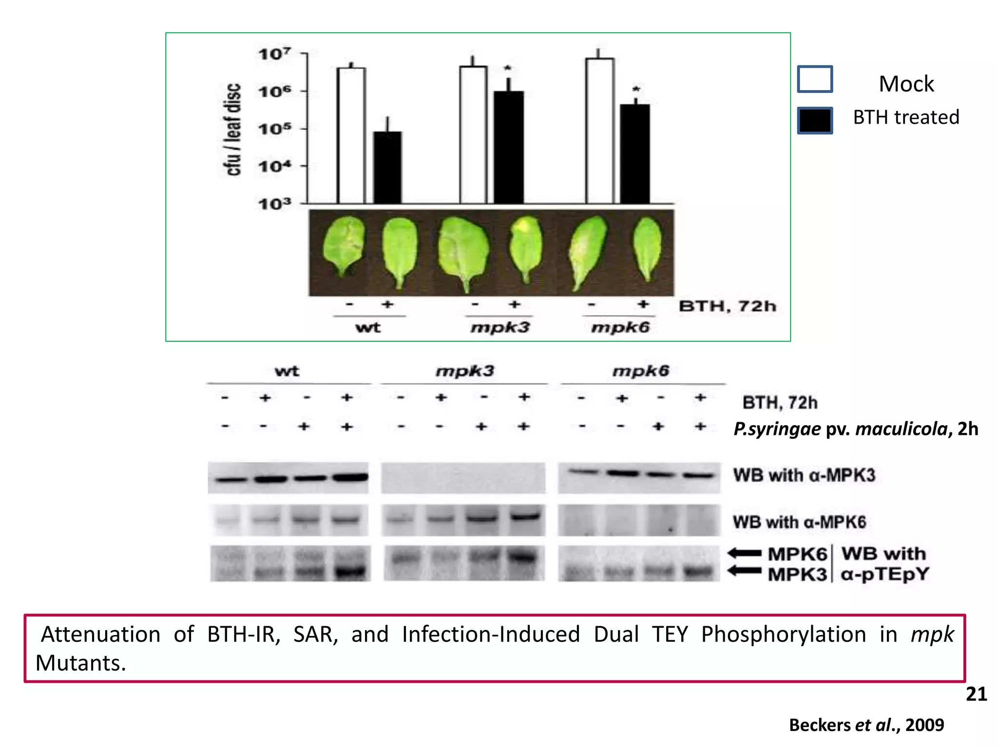 Attenuation of BTH-IR, SAR, and Infection-Induced Dual TEY Phosphorylation in mpk
Mutants.
21
Beckers et al., 2009
P.syringae pv. maculicola, 2h
Mock
BTH treated
 