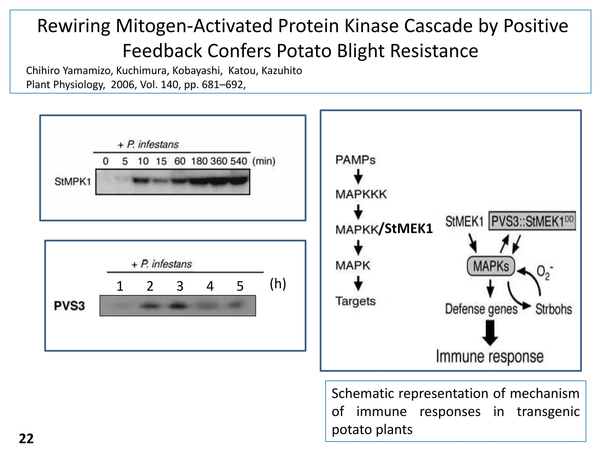 Rewiring Mitogen-Activated Protein Kinase Cascade by Positive
Feedback Confers Potato Blight Resistance
22
Schematic representation of mechanism
of immune responses in transgenic
potato plants
Chihiro Yamamizo, Kuchimura, Kobayashi, Katou, Kazuhito
Plant Physiology, 2006, Vol. 140, pp. 681–692,
1 2 43 5 (h)
/StMEK1
 