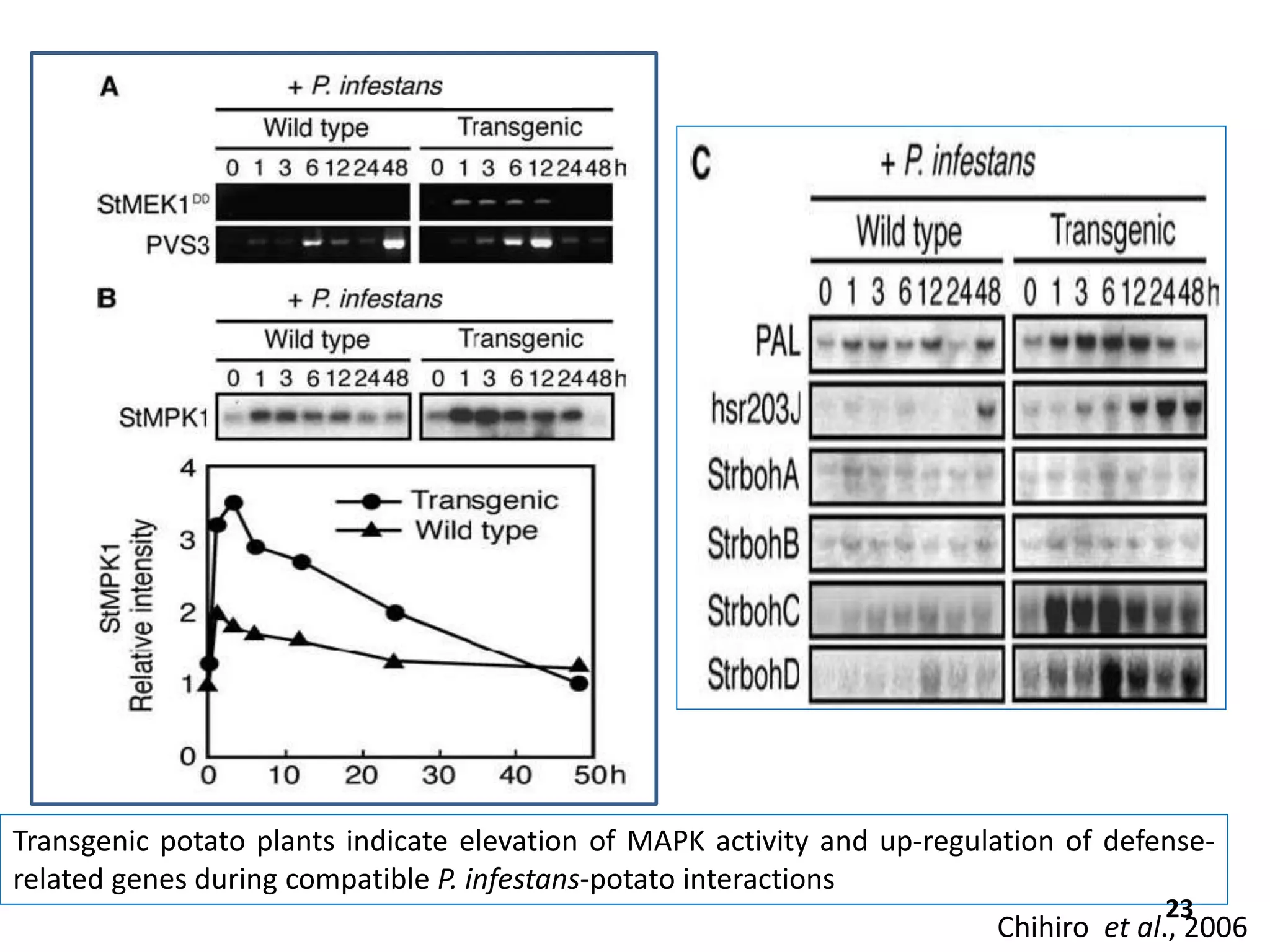Transgenic potato plants indicate elevation of MAPK activity and up-regulation of defense-
related genes during compatible P. infestans-potato interactions
23
Chihiro et al., 2006
 
