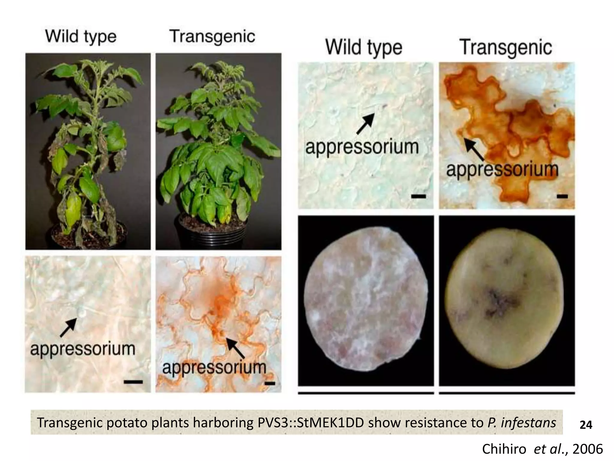 Transgenic potato plants harboring PVS3::StMEK1DD show resistance to P. infestans 24
Chihiro et al., 2006
 
