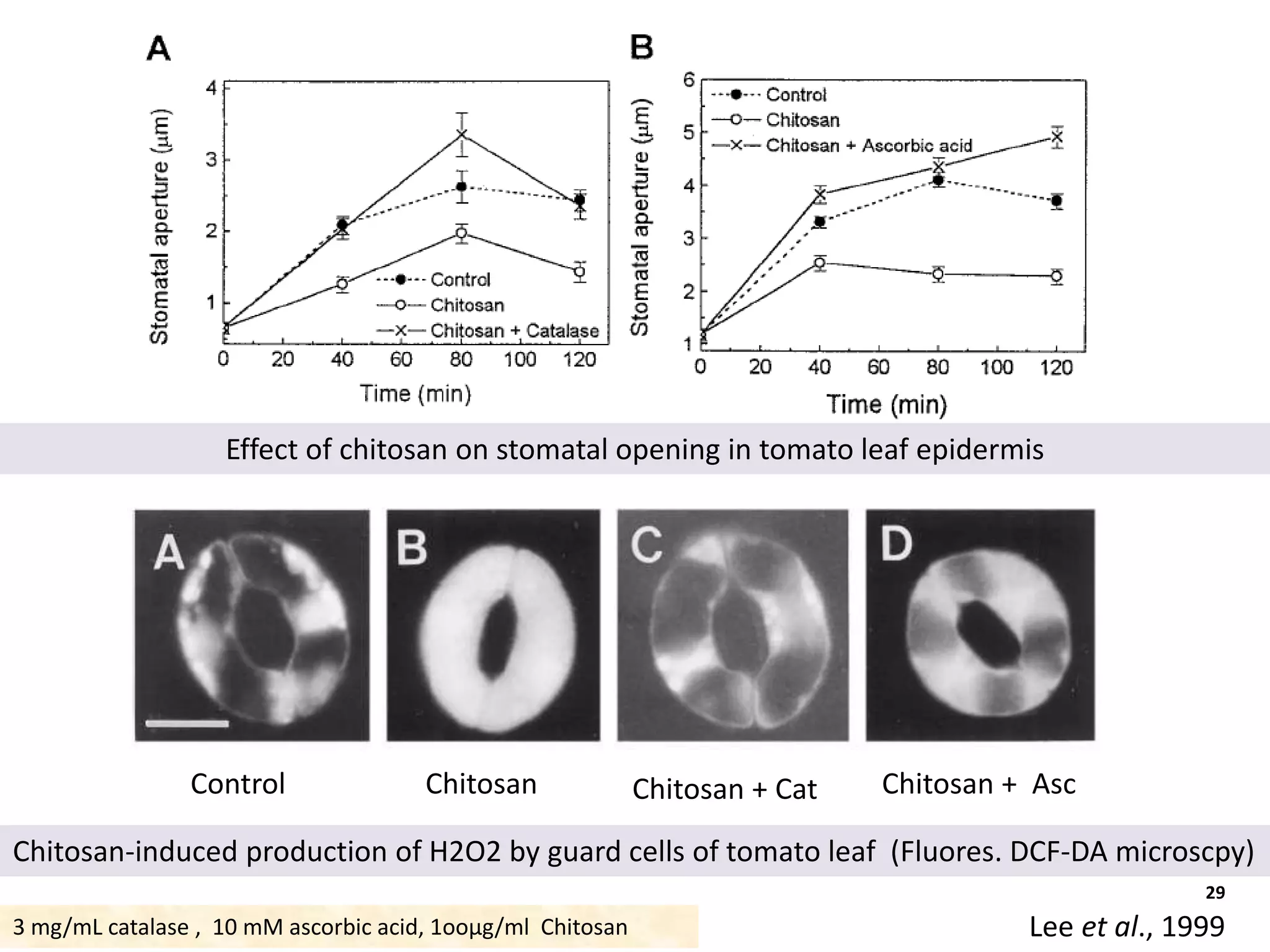 Effect of chitosan on stomatal opening in tomato leaf epidermis
Control Chitosan Chitosan + Cat Chitosan + Asc
29
Lee et al., 1999
Chitosan-induced production of H2O2 by guard cells of tomato leaf (Fluores. DCF-DA microscpy)
3 mg/mL catalase , 10 mM ascorbic acid, 1ooµg/ml Chitosan
 