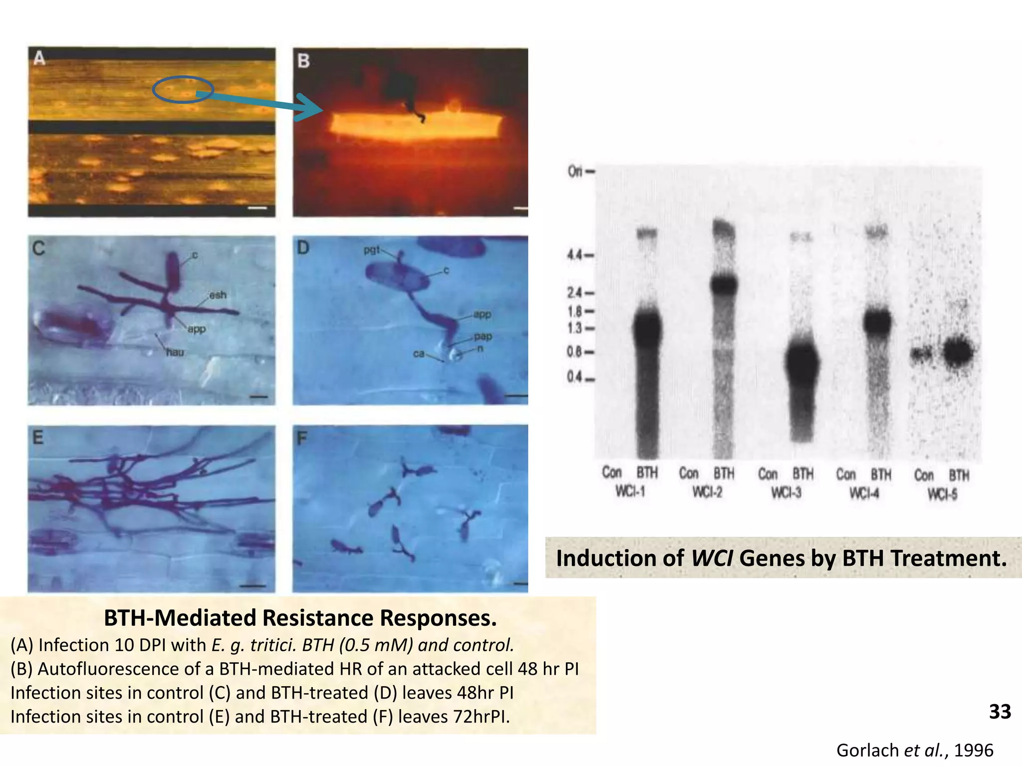 BTH-Mediated Resistance Responses.
(A) Infection 10 DPI with E. g. tritici. BTH (0.5 mM) and control.
(B) Autofluorescence of a BTH-mediated HR of an attacked cell 48 hr PI
Infection sites in control (C) and BTH-treated (D) leaves 48hr PI
Infection sites in control (E) and BTH-treated (F) leaves 72hrPI.
Induction of WCI Genes by BTH Treatment.
33
Gorlach et al., 1996
 