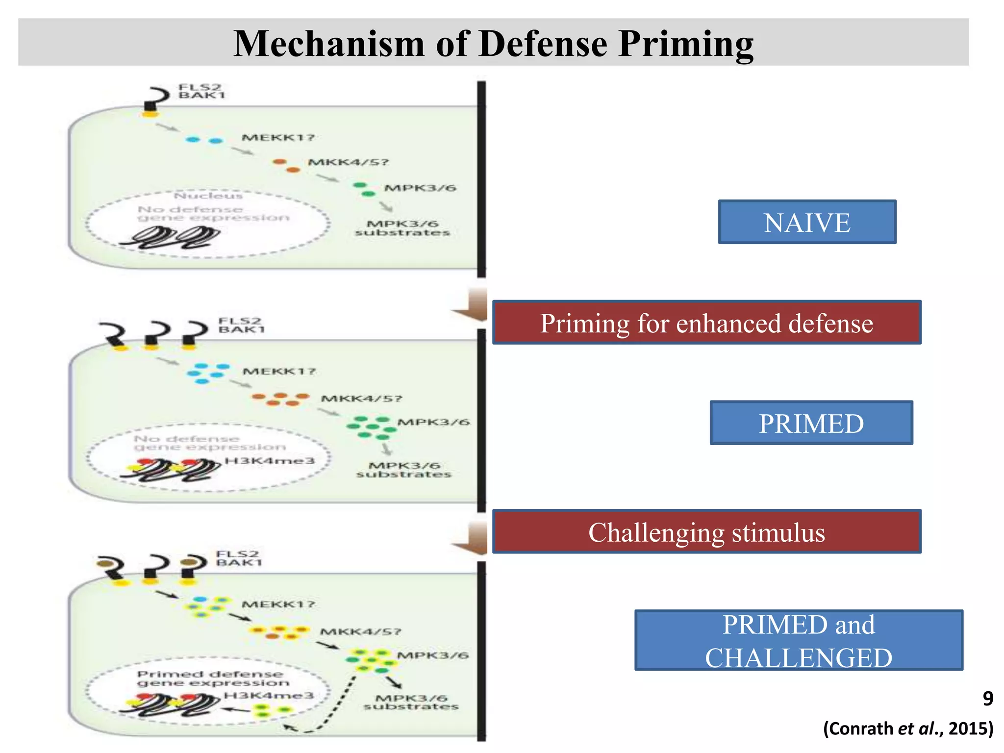 Mechanism of Defense Priming
NAIVE
PRIMED
PRIMED and
CHALLENGED
Priming for enhanced defense
Challenging stimulus
9
(Conrath et al., 2015)
 