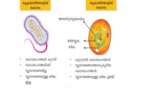 The differences between prokaryotic and Eukaryotic cell | PPTX