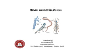 Nervous system in Non chordate
Dr. Sonia Bajaj
Assistant Professor
Department of Zoology
Shri Shankaracharya Mahavidyalaya ,Junwani ,Bhilai
 