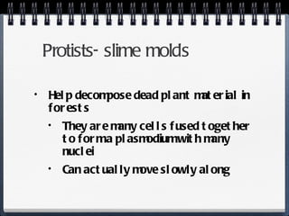 Protists- slime molds Help decompose dead plant material in forests They are many cells fused together to form a plasmodium with many nuclei Can actually move slowly along 