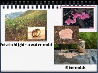 Potato blight- a water mold Slime molds 