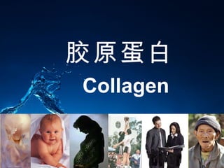 日本配方 JAPAN FORMULATION 胶原蛋白 Collagen 