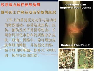 胶原蛋白 的存在与功用 修补因工作和运动而受损的组织 工作上的重复受力动作与运动时的激烈运动，容易造成扭伤、拉伤、抽伤及关节受损等伤害， 长期食用可使水份和钙质留存於皮肤、肌肉、骨酪中，除可增加皮肤和肌肉弹性，并能强化骨酪；黏合肌肉间细胞，修补关节间肌肉、韧性等软部组织。  ◎ 防止皮肤老化、除皱美白：        胶原蛋白是皮肤主要蛋白质，当皮肤老化产生皱纹时，食用胶原蛋白，可以提高免疫机能促进正常新陈代谢、活化细胞、防止皮肤老化、除皱美白、养颜美容、强化代谢机能，使肌肤健康美丽。补充肌肤流失的蛋白质，增加肌肤弹性及含水量，提高保湿效果，防止肌肤乾燥，去抚平皱纹、除斑，让肌肤更加细致光滑。  ◎ 修补因工作和运动而受损的组织：        工作上的重复受力动作与运动时的激烈运动，容易造成扭伤、拉伤、抽伤及关节受损等伤害，長期食用可使水份和钙质留存於皮肤、肌肉、骨酪中，除可增加皮肤和肌肉弹性，并能强化骨酪；黏合肌肉间细胞，修补关节间肌肉、韧性等软部组织。  ◎ 提高免疫机能：          胶原蛋白可随效提升巨噬细胞的功能，加强人体免疫系統与帮助细胞增殖使伤口快速愈合。  ◎ 活化细胞机能：        可使分化的细胞充份发挥功能，并活化其相关机能。并可燃烧多余的脂肪，达到减肥效果。  ◎ 保护和强化内脏功能：        人体内脏表皮结构的下方即是由胶原蛋白所组成，补充胶原蛋白有保护内脏并活化内脏机能之功效。  ◎ 其他功能：        可抑制癌细胞转移、加速血小板凝血功能、强化眼角膜透光性、缓和筋骨酸痛、使毛发生長正常等。 ◎ 防止皮肤老化、除皱美白：        胶原蛋白是皮肤主要蛋白质，当皮肤老化产生皱纹时，食用胶原蛋白，可以提高免疫机能促进正常新陈代谢、活化细胞、防止皮肤老化、除皱美白、养颜美容、强化代谢机能，使肌肤健康美丽。补充肌肤流失的蛋白质，增加肌肤弹性及含水量，提高保湿效果，防止肌肤乾燥，去抚平皱纹、除斑，让肌肤更加细致光滑。  ◎ 修补因工作和运动而受损的组织：        工作上的重复受力动作与运动时的激烈运动，容易造成扭伤、拉伤、抽伤及关节受损等伤害，長期食用可使水份和钙质留存於皮肤、肌肉、骨酪中，除可增加皮肤和肌肉弹性，并能强化骨酪；黏合肌肉间细胞，修补关节间肌肉、韧性等软部组织。  ◎ 提高免疫机能：          胶原蛋白可随效提升巨噬细胞的功能，加强人体免疫系統与帮助细胞增殖使伤口快速愈合。  ◎ 活化细胞机能：        可使分化的细胞充份发挥功能，并活化其相关机能。并可燃烧多余的脂肪，达到减肥效果。  ◎ 保护和强化内脏功能：        人体内脏表皮结构的下方即是由胶原蛋白所组成，补充胶原蛋白有保护内脏并活化内脏机能之功效。  ◎ 其他功能：        可抑制癌细胞转移、加速血小板凝血功能、强化眼角膜透光性、缓和筋骨酸痛、使毛发生長正常等。 胶 原 蛋 白 的 功 能   水解胶原蛋白─瘦身强肌的福音      http://www.hi-lady.com/rep-001.htm 约翰‧諾瑞斯博士 ( 医師 )     水解胶原蛋白是生物化学專家米契爾‧古力賽 (Michel Grise) 特别合成的胶质产品，当依照指示使用时，会导致明显的 体重减輕、肌肉的塑造 以及 健康情况的改善 。這些效果在我们幾个月来所做的零臨床实验中，都一一獲得证实。     在人体生理学中，大家都知道肌肉与脂肪组织间的新陈代谢，会直接被胰島素、运动多寡、生長激素、數種必需胺基酸、蛋白质、脂肪与其他物质间复雜的交互作用所影響。水解胶原蛋白使脂肪与肌肉间這新陈代谢的生理过程增加，我们将在下面解釋其原因。 人体内胰島素濃度高时，分解代谢﹝脂肪的燃烧﹞幾乎不会发生 。在没有进食的情况下胰島素濃度最低，当水解胶原蛋白依照说明在 睡前三至四小时没有进食的情况下食用时，它会延長這種除了在熟睡时，才会发生的无营养摄取的时间。這樣会使得胰島素濃度低的时间拉長，使脂肪酸有更長的时间来新陈代谢，而导致明显的体重减輕 。     生長激素是肌肉成長过程中，幾種重要的荷爾蒙之一。生長激素是每天 24 小时不定时分泌的一種激素，合成的生長激素常被健身的人濫用，来塑造他们的肌肉。而 生長激素过少的人，通常肌肉不会发达 。生長激素在儿童时期与青年时期会不斷分泌的时间是在 睡眠第一階段熟睡的初期 ，深睡初期的延遲也会使生長激素分泌的高峰期延遲； 生長激素的分泌在熟睡时期是最多的 ，而最低峰则是在眼球快速转动时期﹝淺睡时期﹞。在 无营养摄取的情况下，生長激素的分泌会增加 ，我们初期使用的研究报告显示 水解胶原蛋白可以加深睡眠的程度 ，而這能导致生長激素分泌的增加与肌肉的成長。此外，接受我们实验使用水解蛋白的人都指出，較深的睡眠后，的确让他们感到健康有所改善。     蛋白质、數種必需胺基酸、胶质是肌肉成長时必須的重要物质，這些对肌肉的重塑是不可缺的。当身体在休息时，肌肉和骨骼组织会发生复雜的交互作用，如果一个人的肌肉在重塑时，缺乏任何一種必需的物质，這些物质就会从健康的肌肉组织中移过来帮助肌肉的重塑﹝也就是分解代谢﹞， 而一些胺基酸则能够刺激生長激素的分泌 。当我们的实验使用者食用水解胶原蛋白时，這分解代谢的过程就会覺得减少， 因为水解胶原蛋白含有丰富的胺基酸以及肌肉和骨骼成長时所有的必需物质 ，因此可以帮助您塑造结实的体格。 胶 原 蛋 白 的 功 能   水解胶原蛋白─瘦身强肌的福音      http://www.hi-lady.com/rep-001.htm 约翰‧諾瑞斯博士 ( 医師 )     水解胶原蛋白是生物化学專家米契爾‧古力賽 (Michel Grise) 特别合成的胶质产品，当依照指示使用时，会导致明显的 体重减輕、肌肉的塑造 以及 健康情况的改善 。這些效果在我们幾个月来所做的零臨床实验中，都一一獲得证实。     在人体生理学中，大家都知道肌肉与脂肪组织间的新陈代谢，会直接被胰島素、运动多寡、生長激素、數種必需胺基酸、蛋白质、脂肪与其他物质间复雜的交互作用所影響。水解胶原蛋白使脂肪与肌肉间這新陈代谢的生理过程增加，我们将在下面解釋其原因。 人体内胰島素濃度高时，分解代谢﹝脂肪的燃烧﹞幾乎不会发生 。在没有进食的情况下胰島素濃度最低，当水解胶原蛋白依照说明在 睡前三至四小时没有进食的情况下食用时，它会延長這種除了在熟睡时，才会发生的无营养摄取的时间。這樣会使得胰島素濃度低的时间拉長，使脂肪酸有更長的时间来新陈代谢，而导致明显的体重减輕 。     生長激素是肌肉成長过程中，幾種重要的荷爾蒙之一。生長激素是每天 24 小时不定时分泌的一種激素，合成的生長激素常被健身的人濫用，来塑造他们的肌肉。而 生長激素过少的人，通常肌肉不会发达 。生長激素在儿童时期与青年时期会不斷分泌的时间是在 睡眠第一階段熟睡的初期 ，深睡初期的延遲也会使生長激素分泌的高峰期延遲； 生長激素的分泌在熟睡时期是最多的 ，而最低峰则是在眼球快速转动时期﹝淺睡时期﹞。在 无营养摄取的情况下，生長激素的分泌会增加 ，我们初期使用的研究报告显示 水解胶原蛋白可以加深睡眠的程度 ，而這能导致生長激素分泌的增加与肌肉的成長。此外，接受我们实验使用水解蛋白的人都指出，較深的睡眠后，的确让他们感到健康有所改善。     蛋白质、數種必需胺基酸、胶质是肌肉成長时必須的重要物质，這些对肌肉的重塑是不可缺的。当身体在休息时，肌肉和骨骼组织会发生复雜的交互作用，如果一个人的肌肉在重塑时，缺乏任何一種必需的物质，這些物质就会从健康的肌肉组织中移过来帮助肌肉的重塑﹝也就是分解代谢﹞， 而一些胺基酸则能够刺激生長激素的分泌 。当我们的实验使用者食用水解胶原蛋白时，這分解代谢的过程就会覺得减少， 因为水解胶原蛋白含有丰富的胺基酸以及肌肉和骨骼成長时所有的必需物质 ，因此可以帮助您塑造结实的体格。 