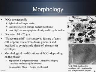 primordial-germ-cells-ppt