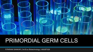 PRIMORDIAL GERM CELLS
P.PARANI SANKAR | 3rd B.sc Biotechnology | A8UBT028
 