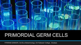 PRIMORDIAL GERM CELLS
P.PARANI SANKAR | 3rd B.sc Biotechnology | Sri Kaliswari College , Sivakasi.
 