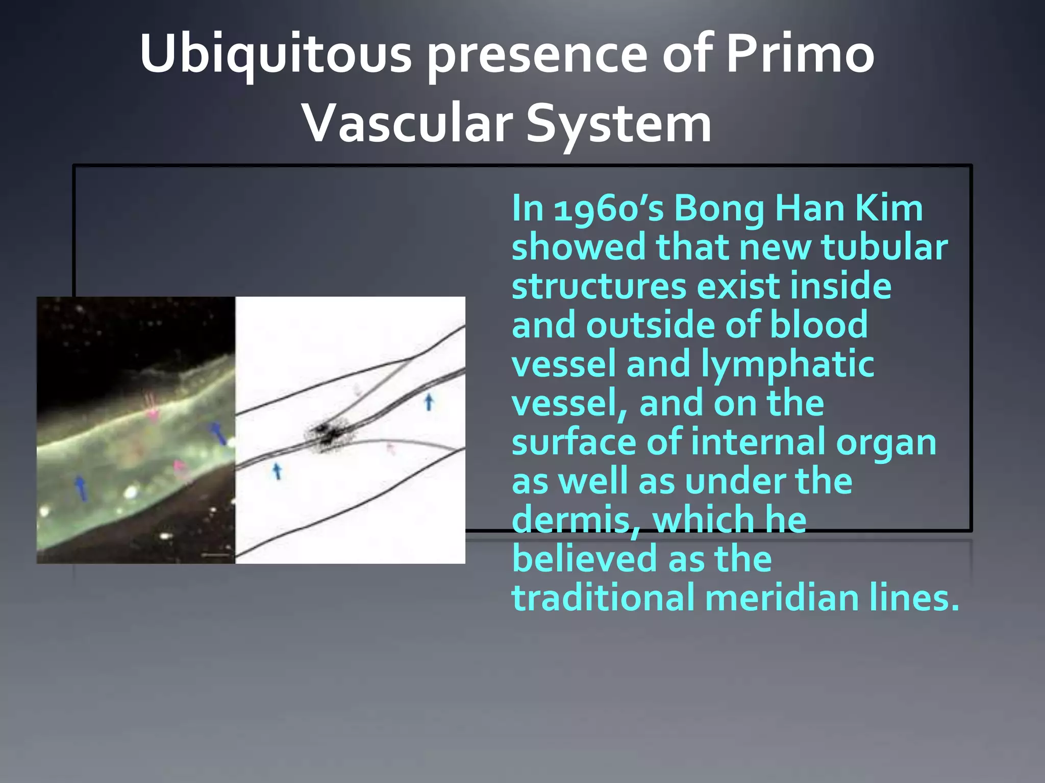 In 1960’s Bong Han Kim
showed that new tubular
structures exist inside
and outside of blood
vessel and lymphatic
vessel, and on the
surface of internal organ
as well as under the
dermis, which he
believed as the
traditional meridian lines.
Ubiquitous presence of Primo
Vascular System
 