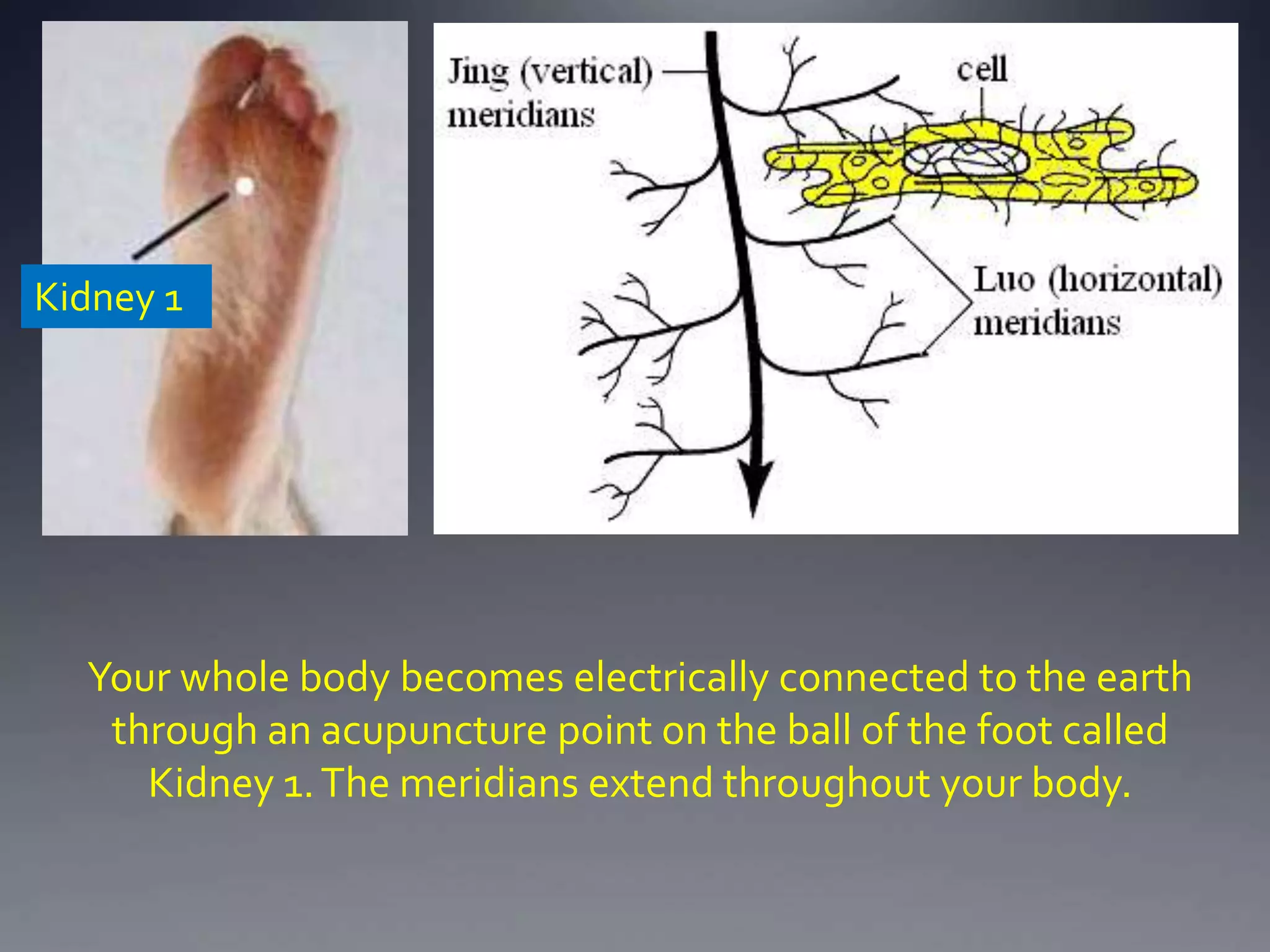 Your whole body becomes electrically connected to the earth
through an acupuncture point on the ball of the foot called
Kidney 1.The meridians extend throughout your body.
Kidney 1
 
