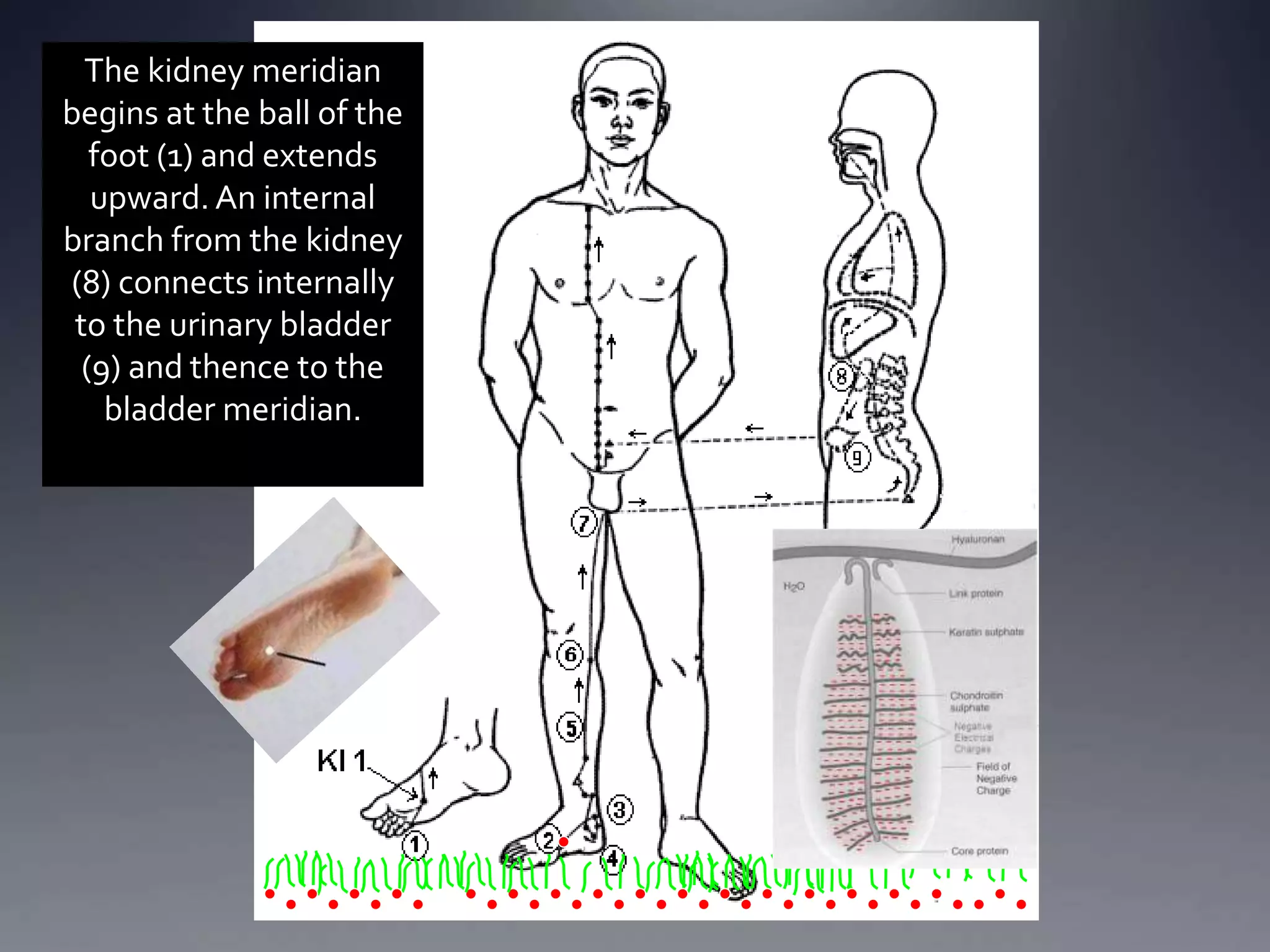 The kidney meridian
begins at the ball of the
foot (1) and extends
upward. An internal
branch from the kidney
(8) connects internally
to the urinary bladder
(9) and thence to the
bladder meridian.
 