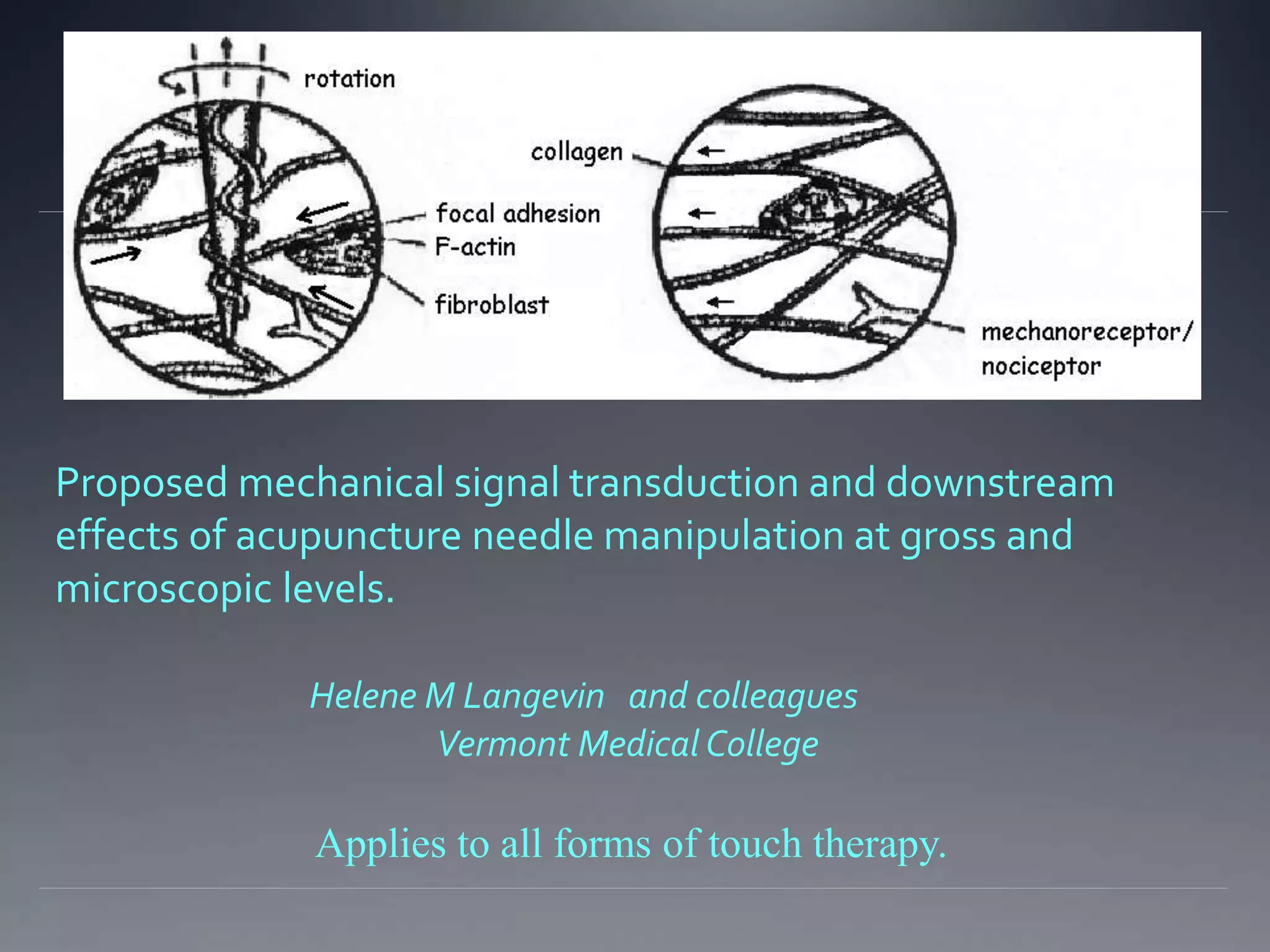 Proposed mechanical signal transduction and downstream
effects of acupuncture needle manipulation at gross and
microscopic levels.
Helene M Langevin and colleagues
Vermont Medical College
Applies to all forms of touch therapy.
 