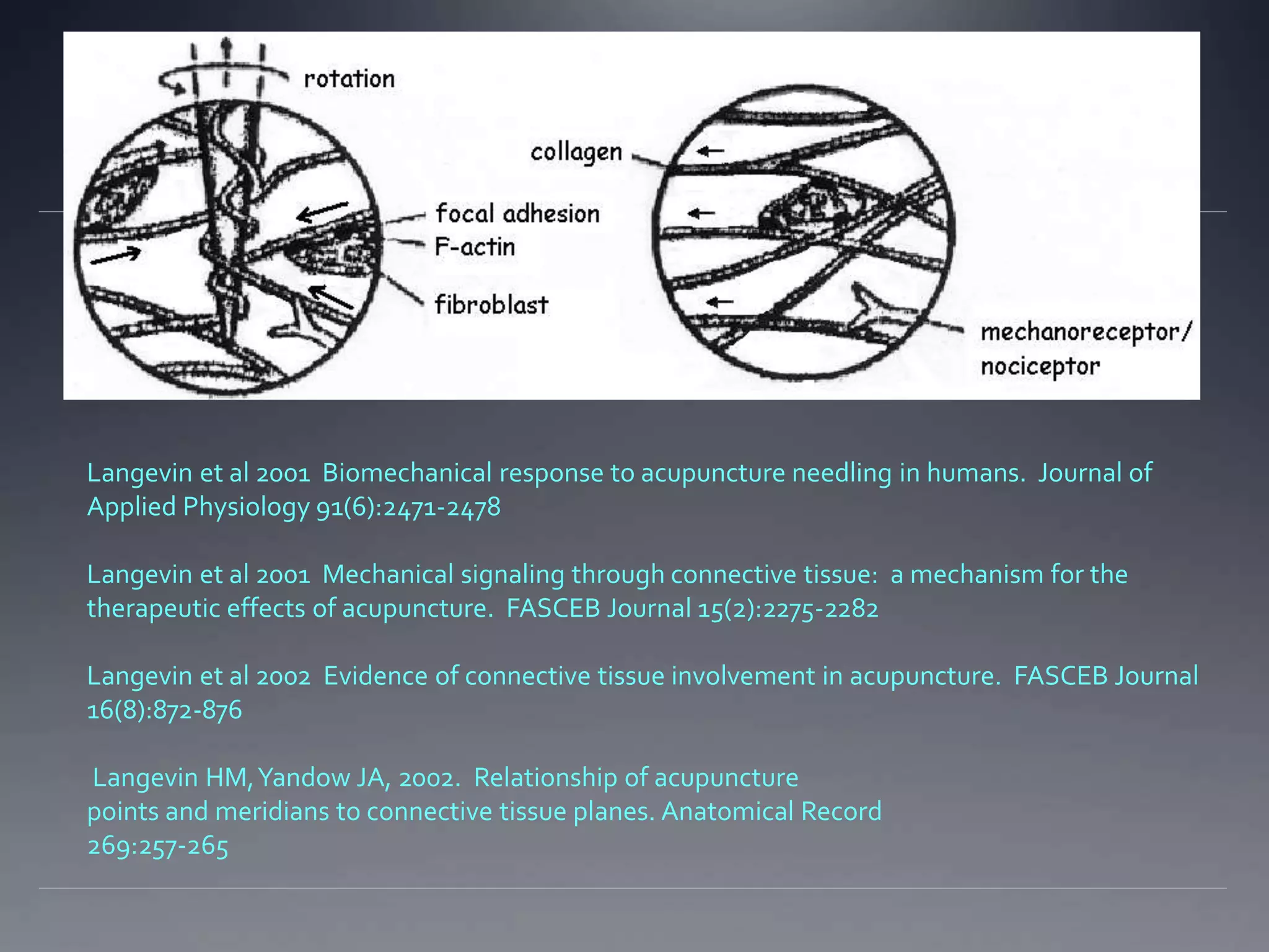 Langevin et al 2001 Biomechanical response to acupuncture needling in humans. Journal of
Applied Physiology 91(6):2471-2478
Langevin et al 2001 Mechanical signaling through connective tissue: a mechanism for the
therapeutic effects of acupuncture. FASCEB Journal 15(2):2275-2282
Langevin et al 2002 Evidence of connective tissue involvement in acupuncture. FASCEB Journal
16(8):872-876
Langevin HM,Yandow JA, 2002. Relationship of acupuncture
points and meridians to connective tissue planes. Anatomical Record
269:257-265
 