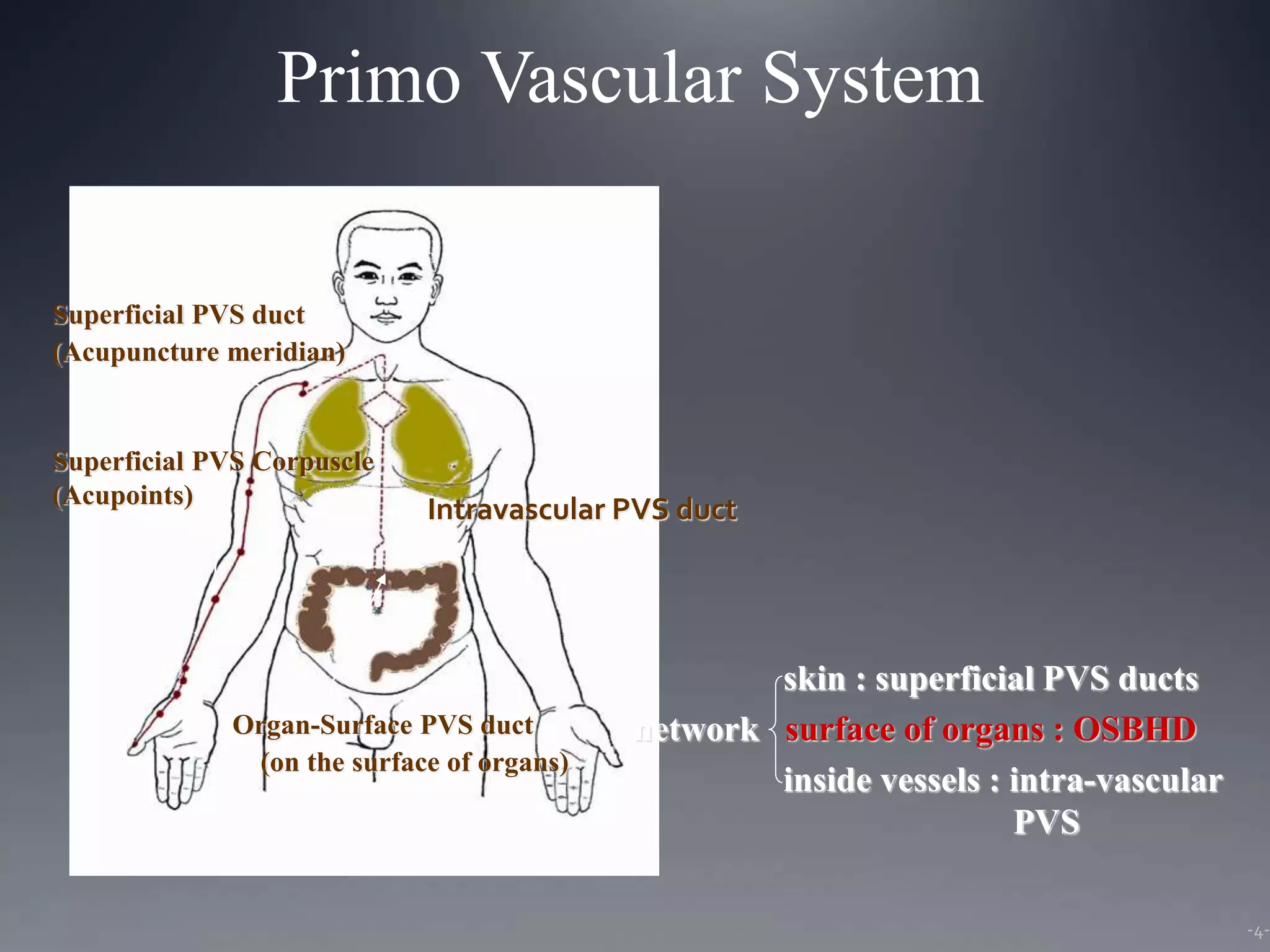 Primo Vascular System
-4-
Organ-Surface PVS duct
(on the surface of organs)
Superficial PVS duct
(Acupuncture meridian)
Superficial PVS Corpuscle
(Acupoints)
skin : superficial PVS ducts
network surface of organs : OSBHD
inside vessels : intra-vascular
PVS
Intravascular PVS duct
 