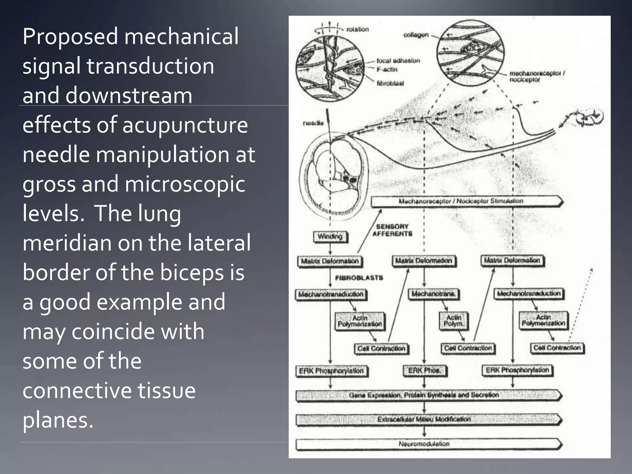 Proposed mechanical
signal transduction
and downstream
effects of acupuncture
needle manipulation at
gross and microscopic
levels. The lung
meridian on the lateral
border of the biceps is
a good example and
may coincide with
some of the
connective tissue
planes.
 