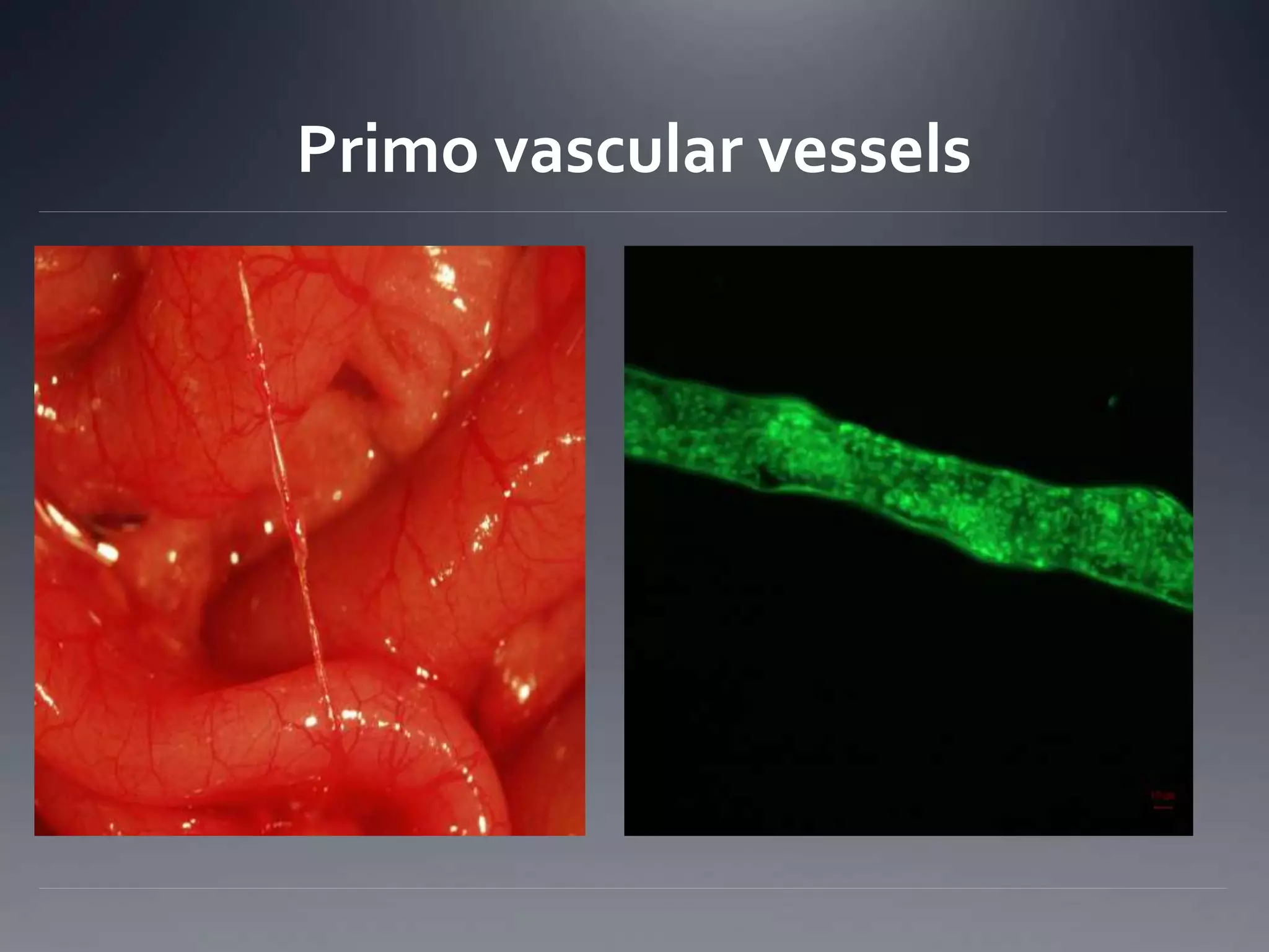 Primo vascular vessels
 