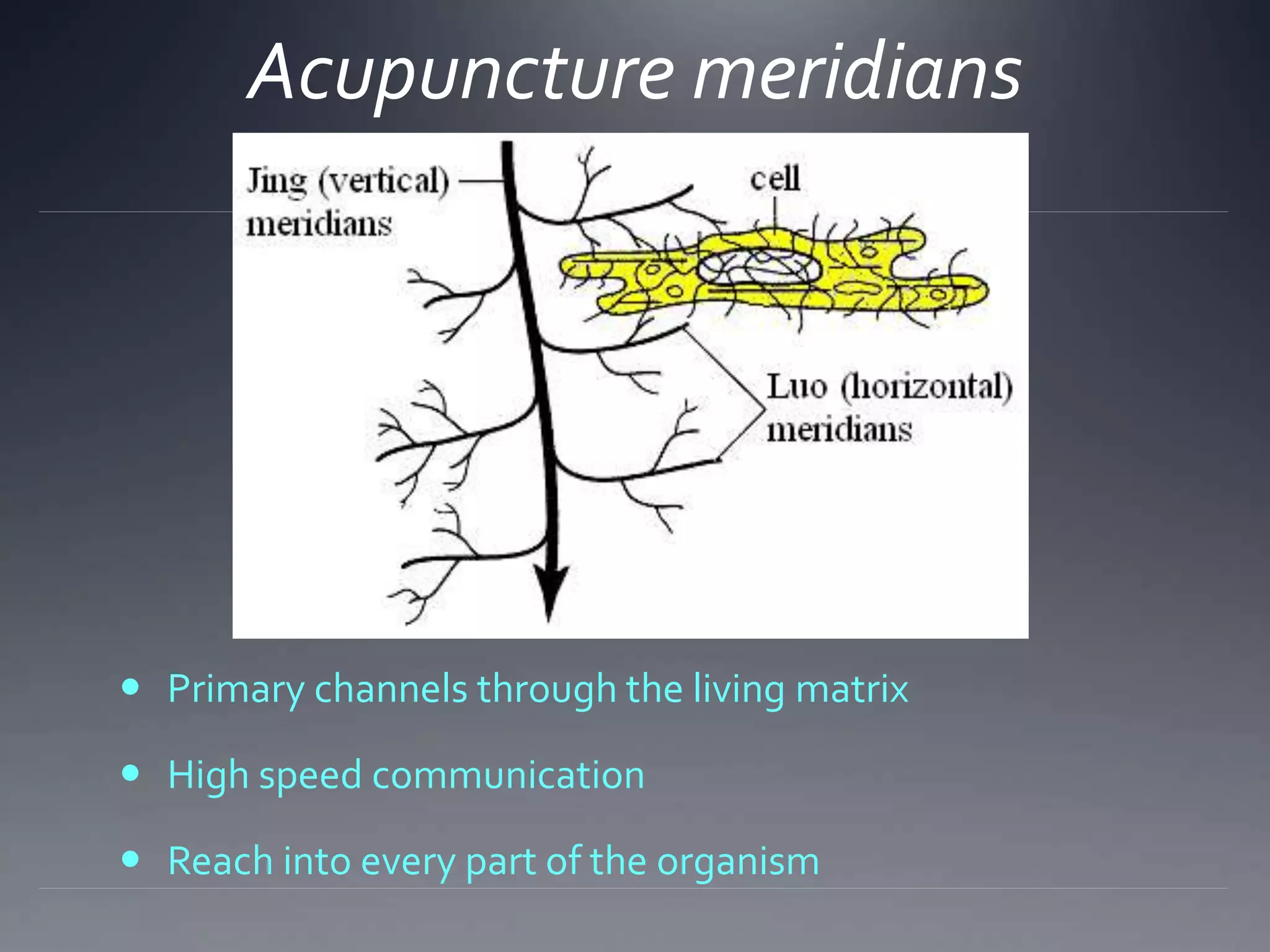 Acupuncture meridians
 Primary channels through the living matrix
 High speed communication
 Reach into every part of the organism
 