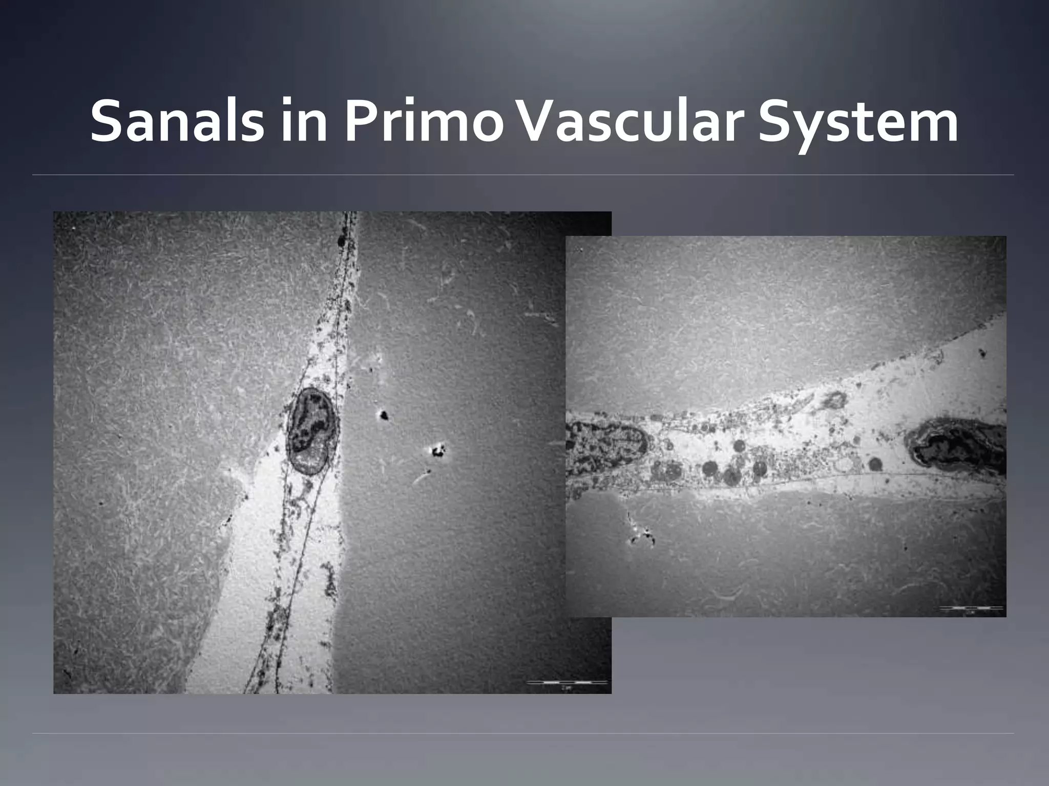 Sanals in PrimoVascular System
 