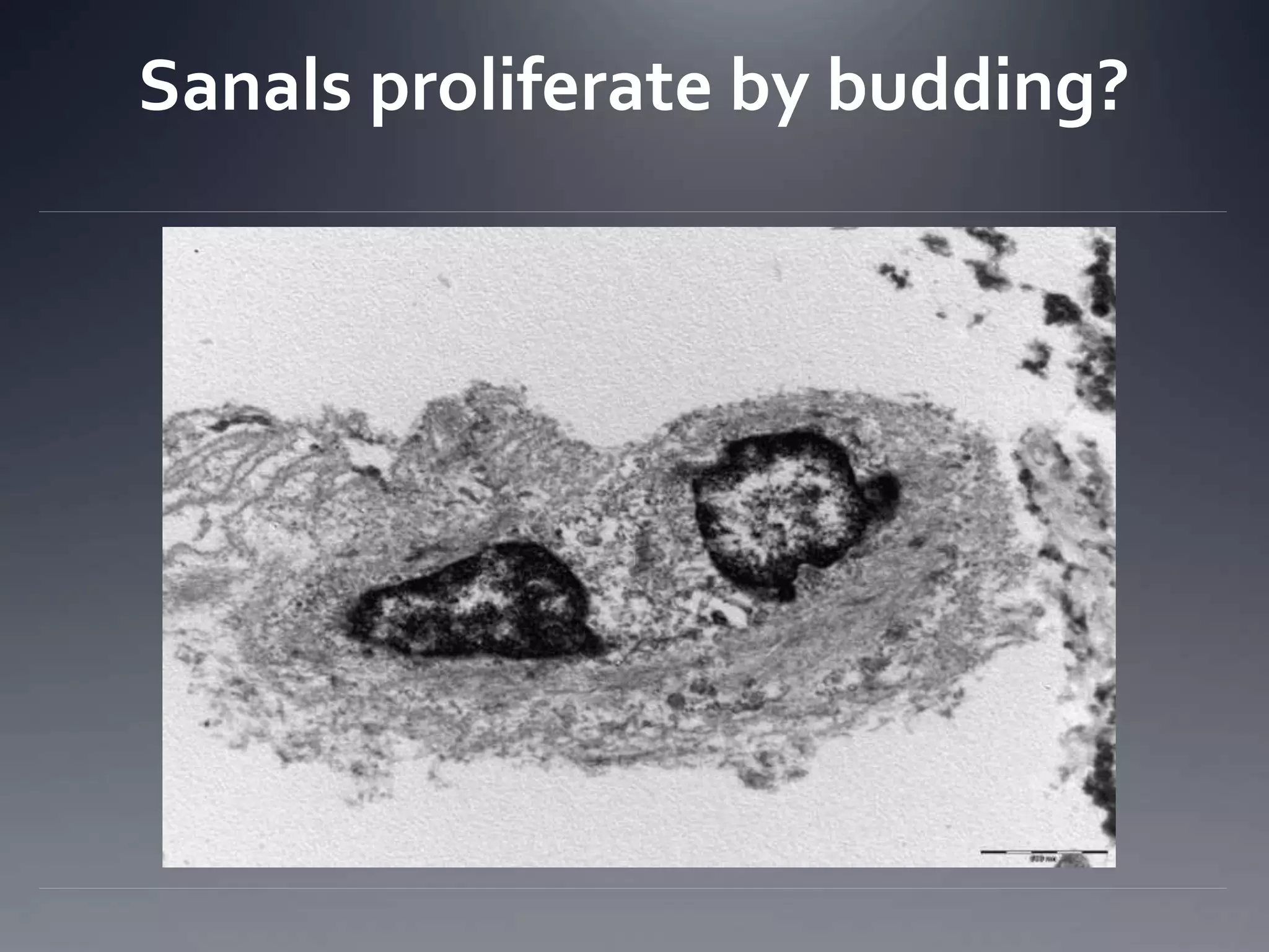 Sanals proliferate by budding?
 