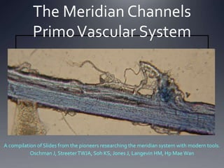 The Meridian Channels
PrimoVascular System
A compilation of Slides from the pioneers researching the meridian system with modern tools.
Oschman J, StreeterTWJA, Soh KS, Jones J, Langevin HM, Hp Mae Wan
 