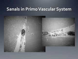 Primo Vascular/Meridian System 2016