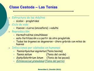 Clase Cestoda – Las Tenias

   Estructura de los Adultos
       scolex - proglotides
   Ciclo de vida:
       Huevos  ...
