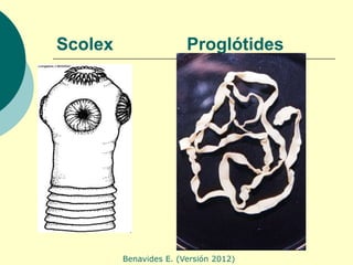 Scolex                  Proglótides




         Benavides E. (Versión 2012)
 