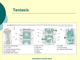 Teniasis




           Benavides E. (Versión 2012)
 