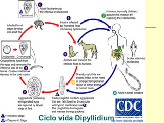 Ciclo BenavidesDipyllidium
       vida E. (Versión 2012)
 