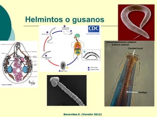 Helmintos o gusanos




         Benavides E. (Versión 2012)
 