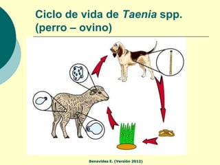 Ciclo de vida de Taenia spp.
(perro – ovino)




          Benavides E. (Versión 2012)
 