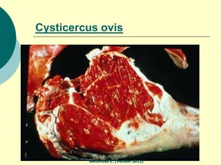 Cysticercus ovis




         Benavides E. (Versión 2012)
 