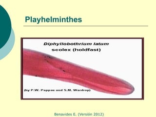 Playhelminthes




       Benavides E. (Versión 2012)
 