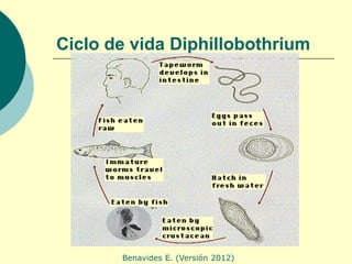 Ciclo de vida Diphillobothrium




       Benavides E. (Versión 2012)
 