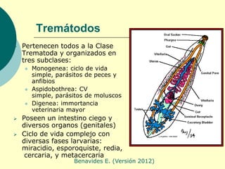 Tremátodos
   Pertenecen todos a la Clase
    Trematoda y organizados en
    tres subclases:
       Monogenea: ciclo de ...