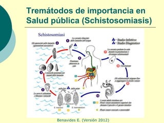 Tremátodos de importancia en
Salud pública (Schistosomiasis)




       Benavides E. (Versión 2012)
 