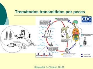 Tremátodos transmitidos por peces




         Benavides E. (Versión 2012)
 